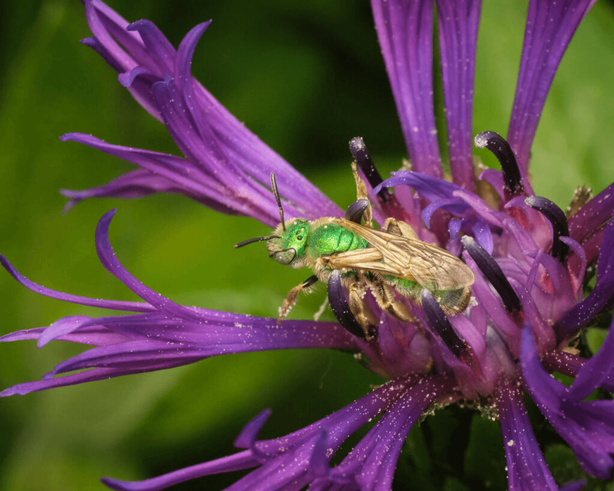 These Shimmering Bees "Radically" Change Color, World-First Experiment Proves – With A Little Help From Citizen Scientists