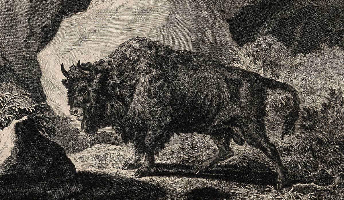 In 1627, A Polish Forest Saw The Last Living Aurochs In The World – At Least For Now