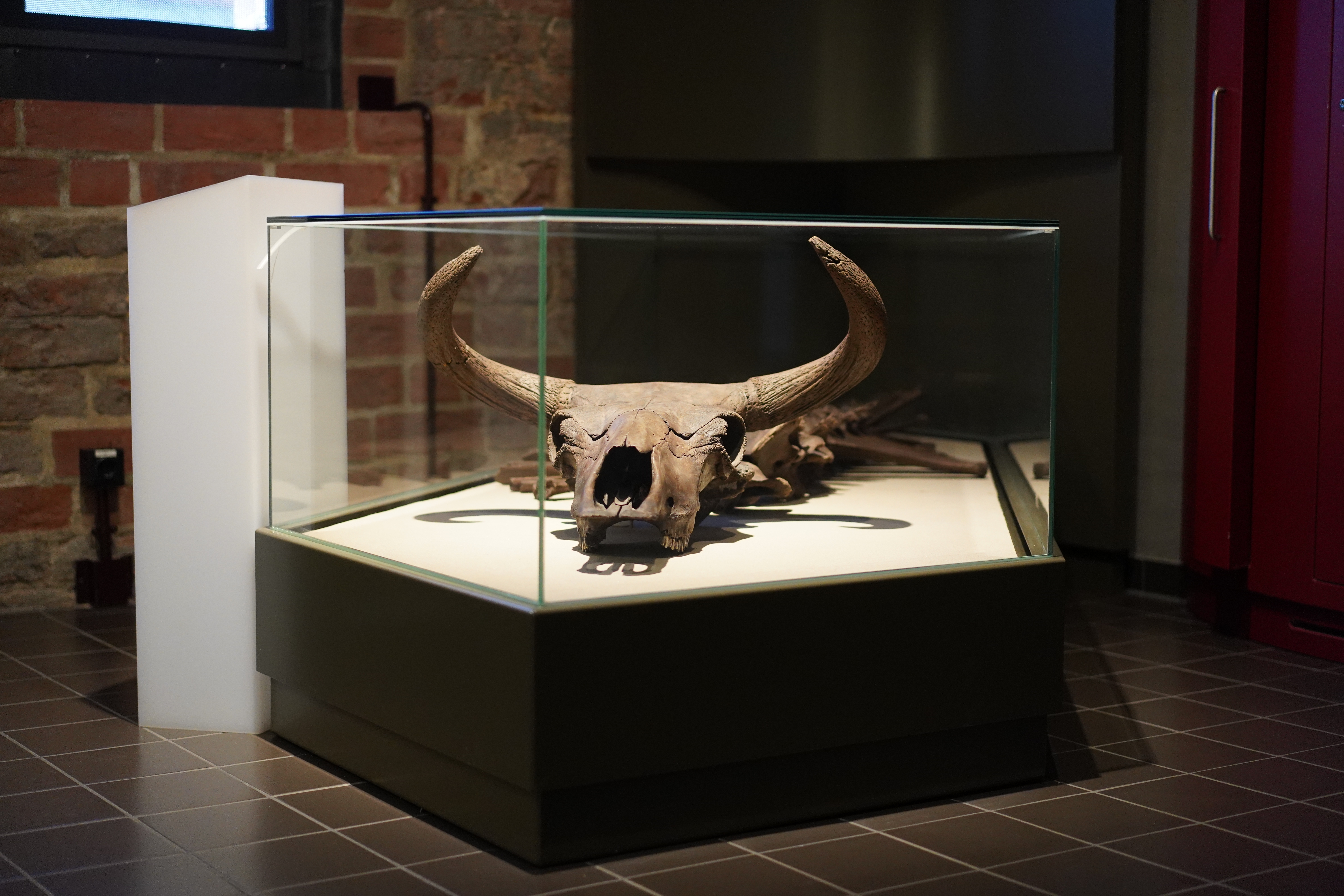 Skeleton of an aurochs at display in the Brandenburg State Archaeology Museum in Germany. Skeleton of an aurochs at display in the Brandenburg State Archaeology Museum in Germany.