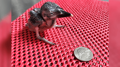 15-day-old Guam kingfisher chick next to a US quarter dollar coin