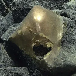 The "golden egg" was seen on the seafloor near Alaska in September 2023.