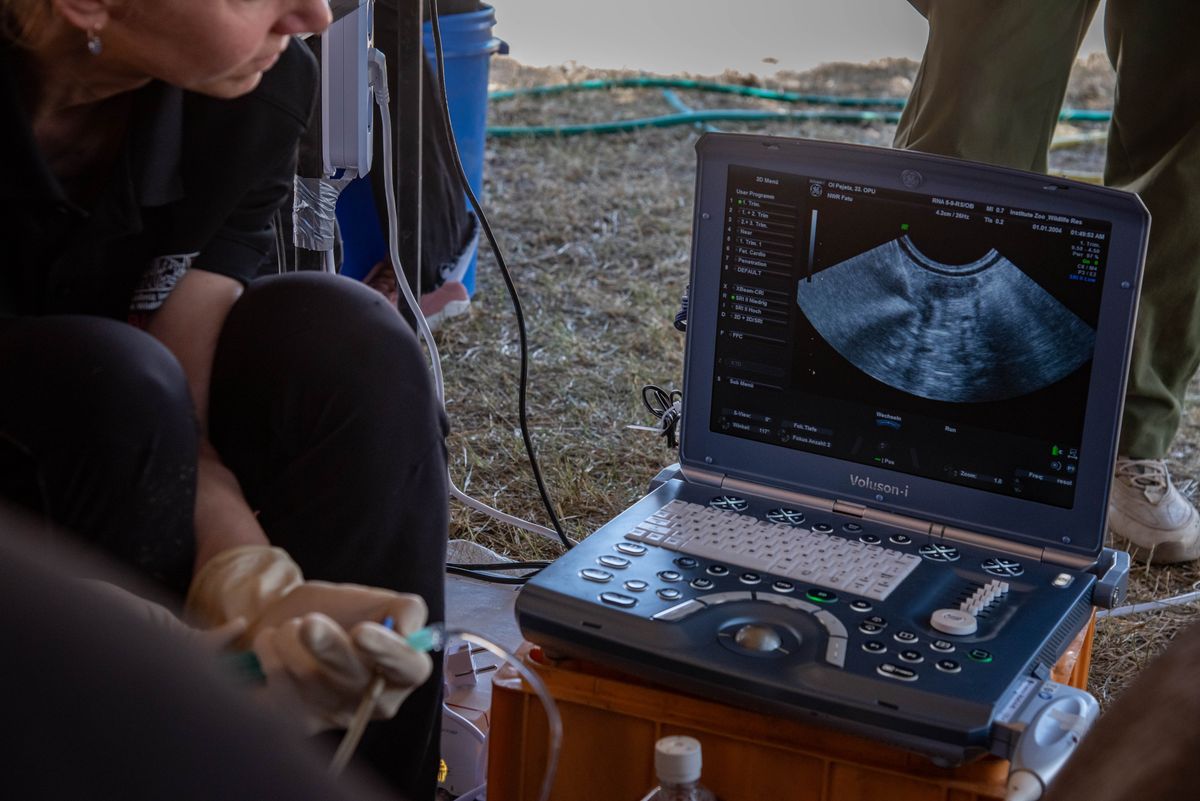 New Embryo Created From Last Surviving Members Of The Functionally Extinct Northern White Rhino, But A Successful Pregnancy May Still Be Far Off