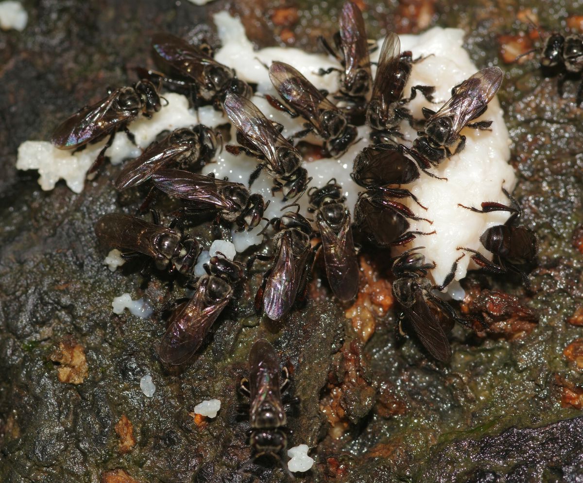 Vulture Bees Feast On Rotting Flesh And Still Manage To Turn That Foodstuff Into Honey