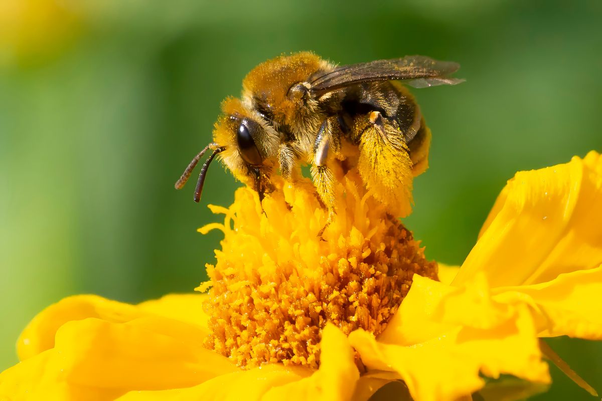 Vindication! Bees Are Smart And Can Do Math After All, New Study Insists