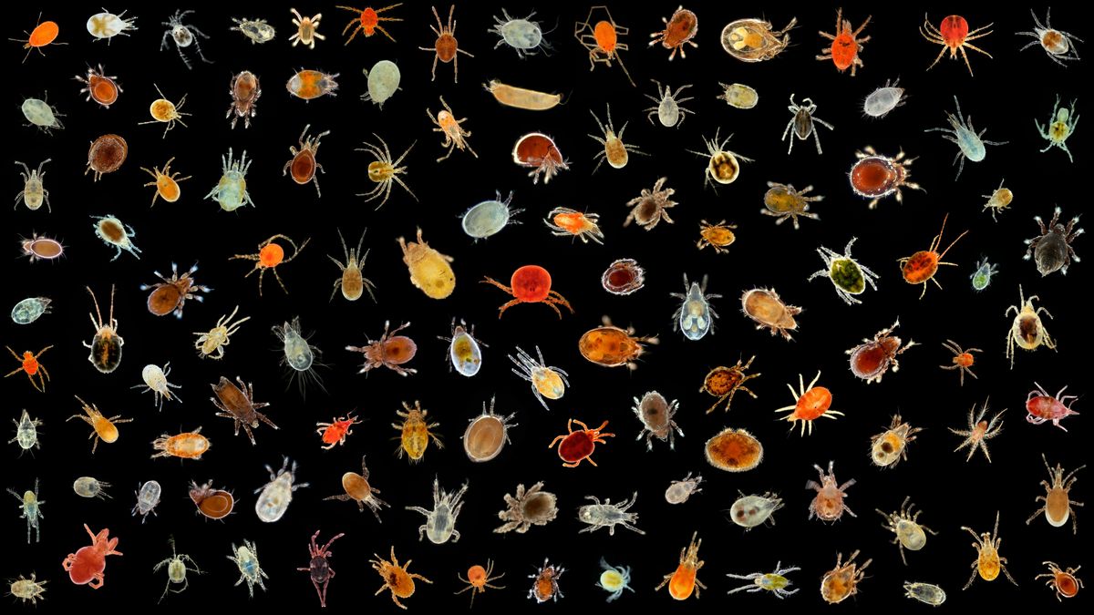 The Bizarre Life Cycle Of These Mites Includes Sibling Mating, Cannibalism, And Death – All In Just 4 Days