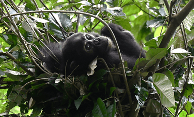 A chimp in its nest in Rwanda.