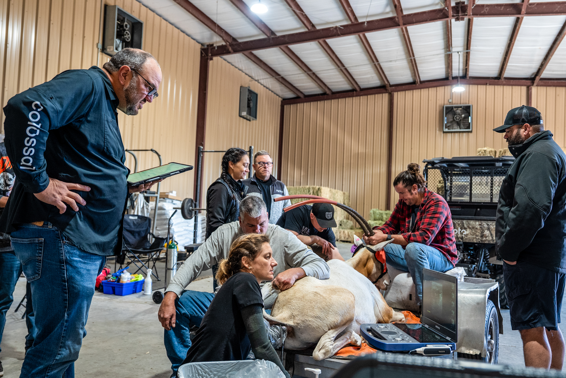 A scimitar oryx is at the middle of the room with a team attempting OPU stood gathered around the animal. A scimitar oryx is at the middle of the room with a team attempting OPU stood gathered around the animal.