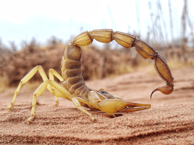 As if being able to pull yoga poses like this and having a venom deadly to humans was not enough, this African fattail scorpion (Androctonus amoreuxi) reinforces its stinger and claws with metal