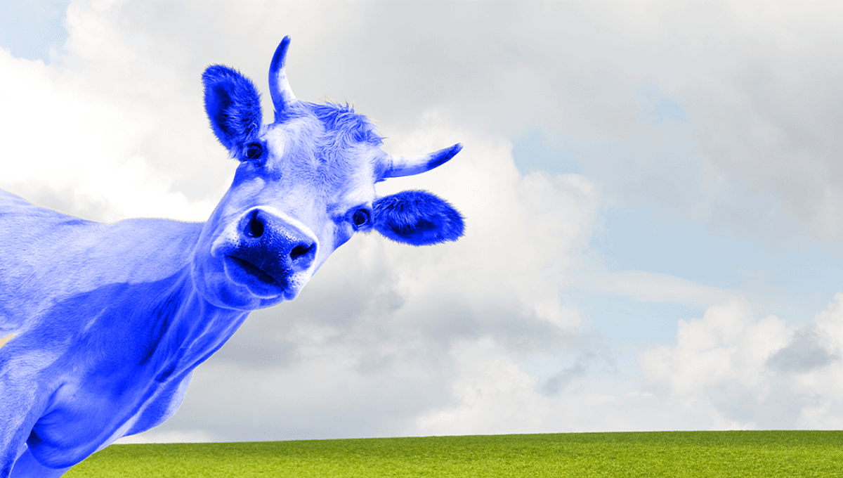 There Are No Truly Blue Mammals: Here