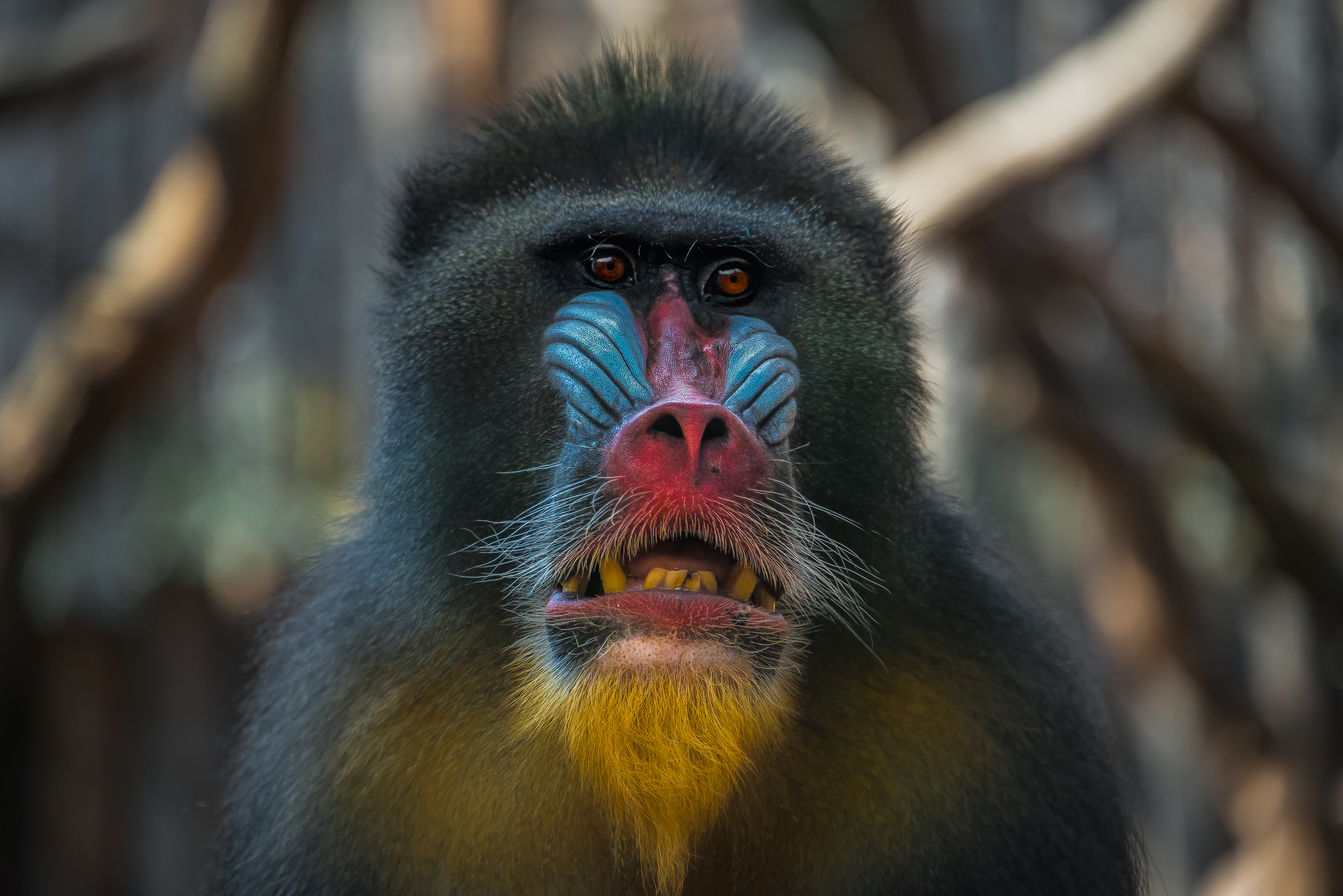 A close up of a mandrill's dace showing bright blue patterns, red nose and grey and yellow fur. A close up of a mandrill's dace showing bright blue patterns, red nose and grey and yellow fur.