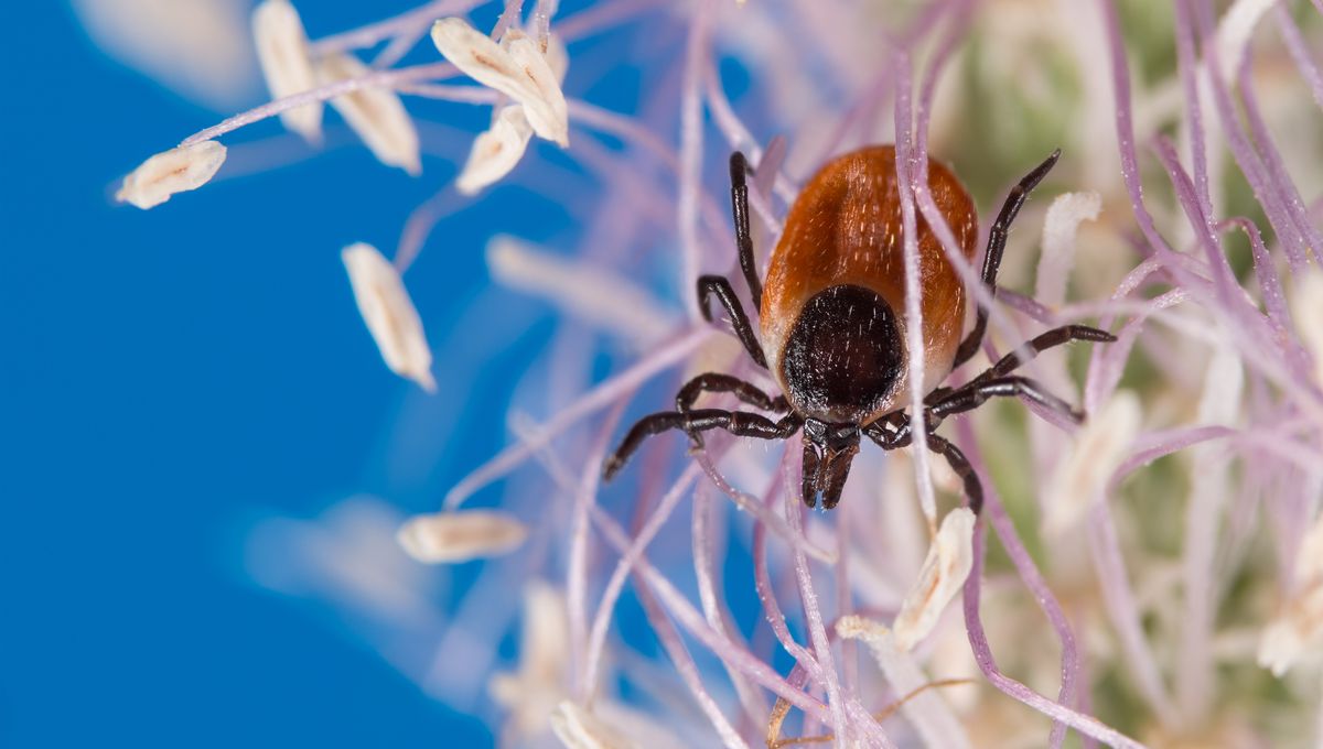 Tick Bites Are Sending More People In The US Than Usual To The ER Right Now – Here’s What To Watch Out For