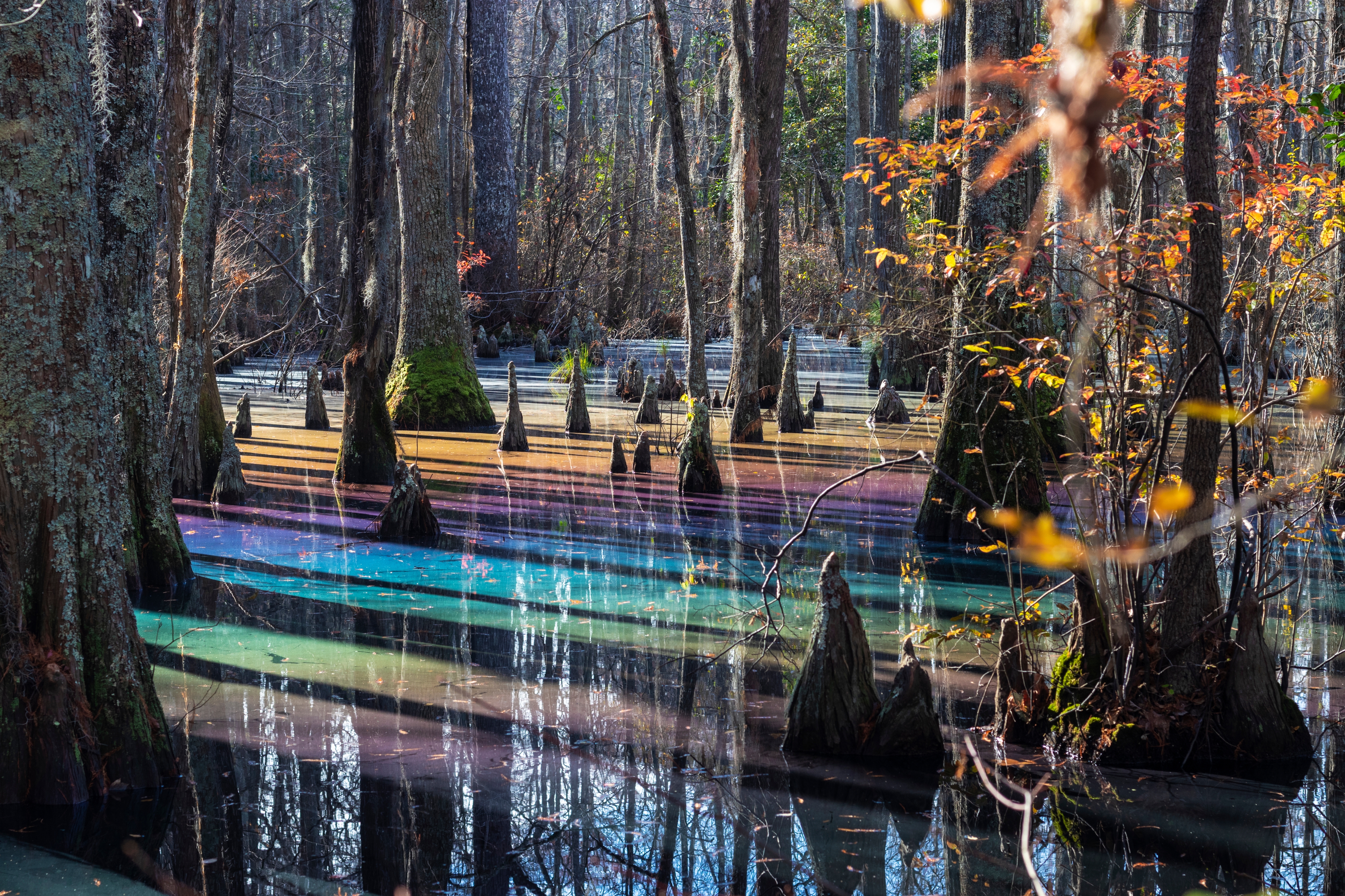 Rainbow Sheen in a Cypress Swamp as a Result of Decomposing Leaves Rainbow Sheen in a Cypress Swamp as a Result of Decomposing Leaves
