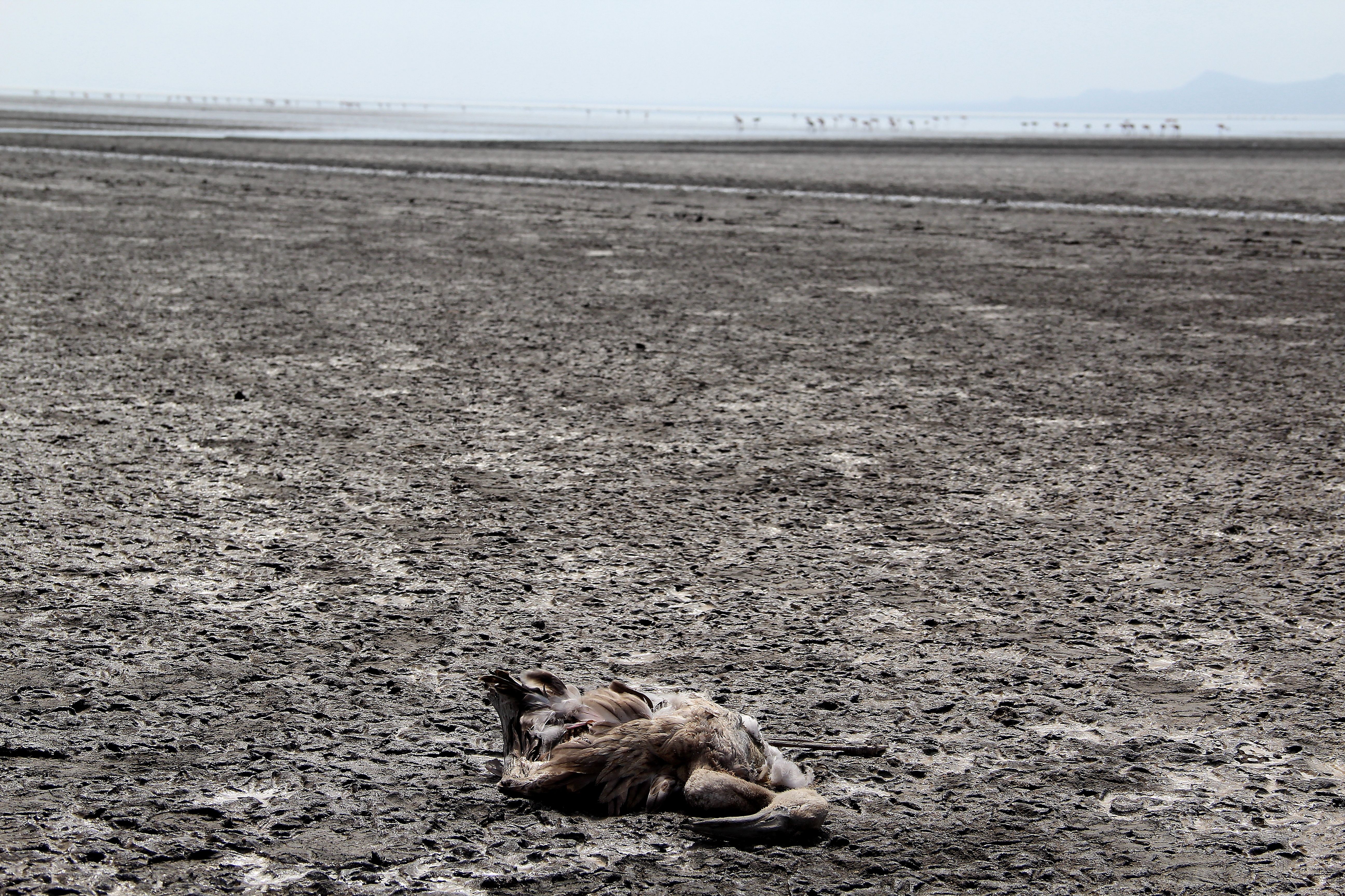 A dead flamingo by the shores of Lake Natron, Tanzania. A dead flamingo by the shores of Lake Natron, Tanzania.