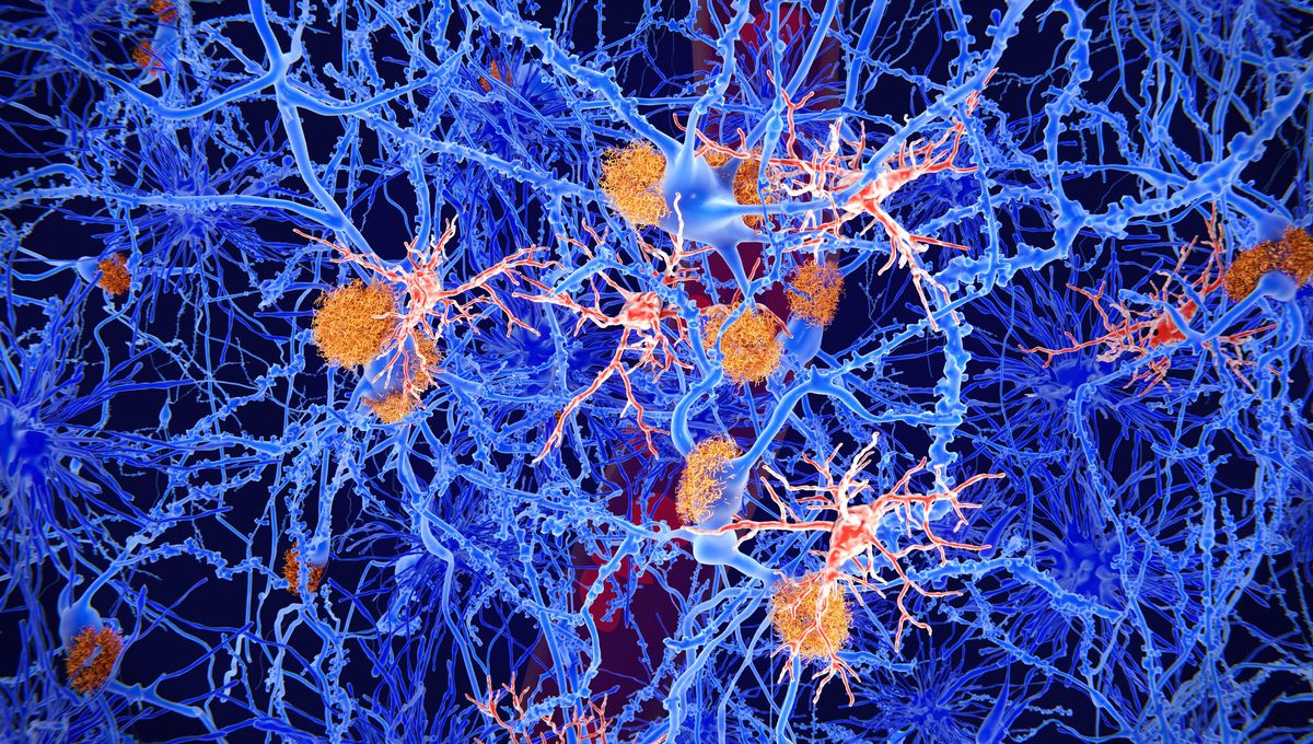Blocking A Single Protein In Alzheimer’s Disease Could Boost The Brain’s Cleanup Crew, Slowing Memory Loss