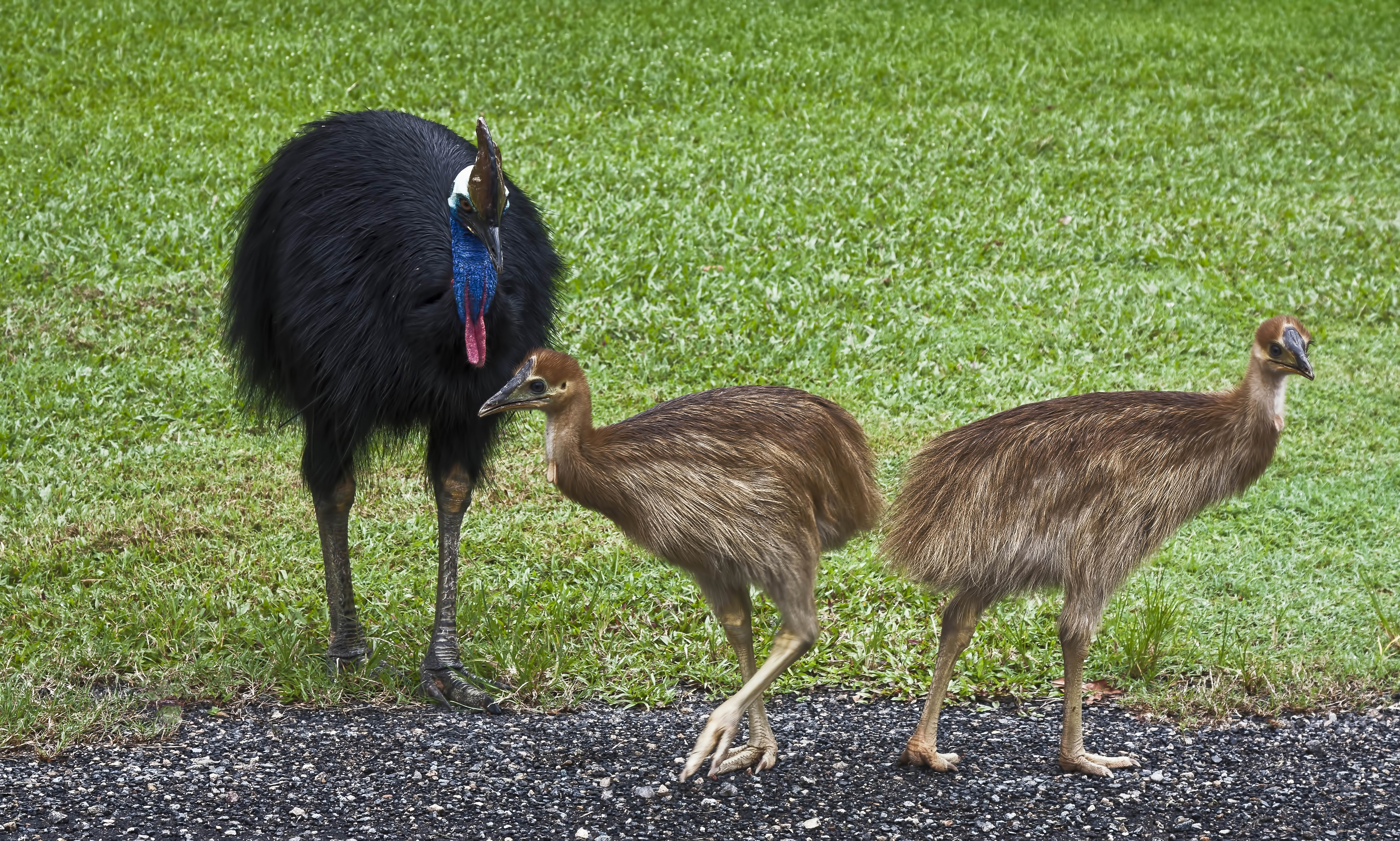 adult cassowary standing next to two chicks adult cassowary standing next to two chicks