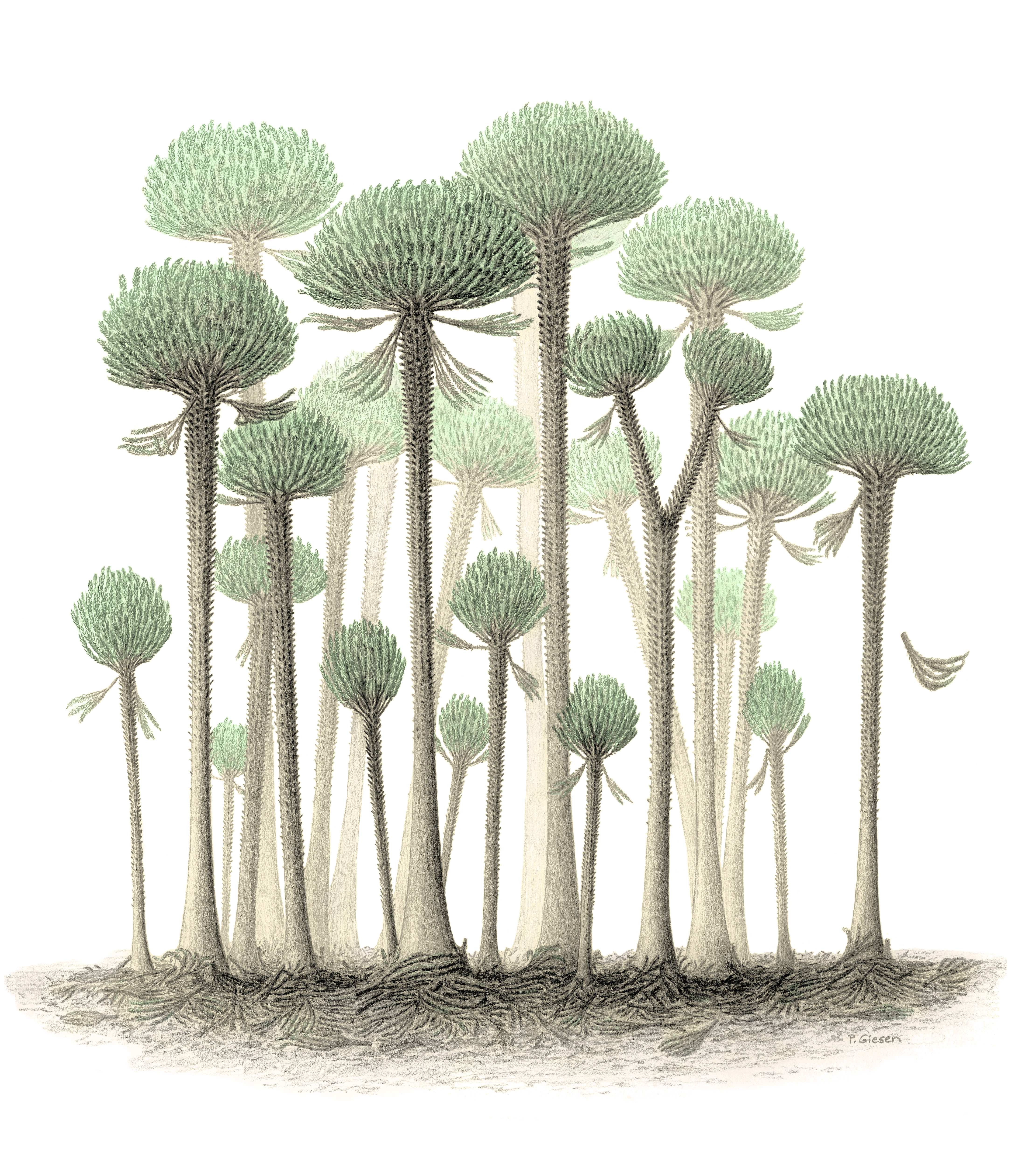 What a forest of Calamophyton trees may have looked like. What a forest of Calamophyton trees may have looked like.
