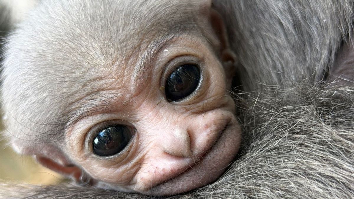 Adorable But Endangered: Javan Gibbon Baby Born At UK Reserve Marks Conversation Win For Species Numbering Less Than 2,500 In The Wild