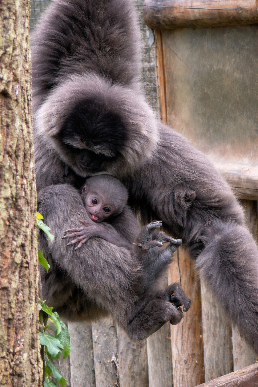 Two Javan gibbons; a baby clinging onto an adult. Two Javan gibbons; a baby clinging onto an adult.