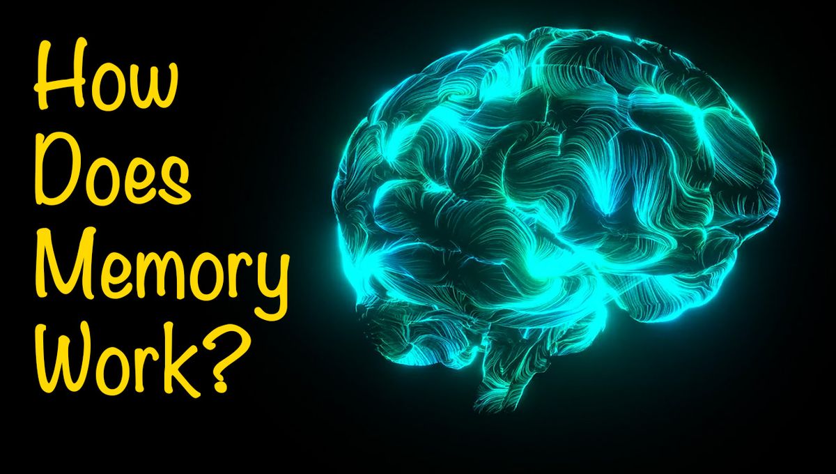 How The Brain Stores Memories: The Science Behind Memory Explained ...