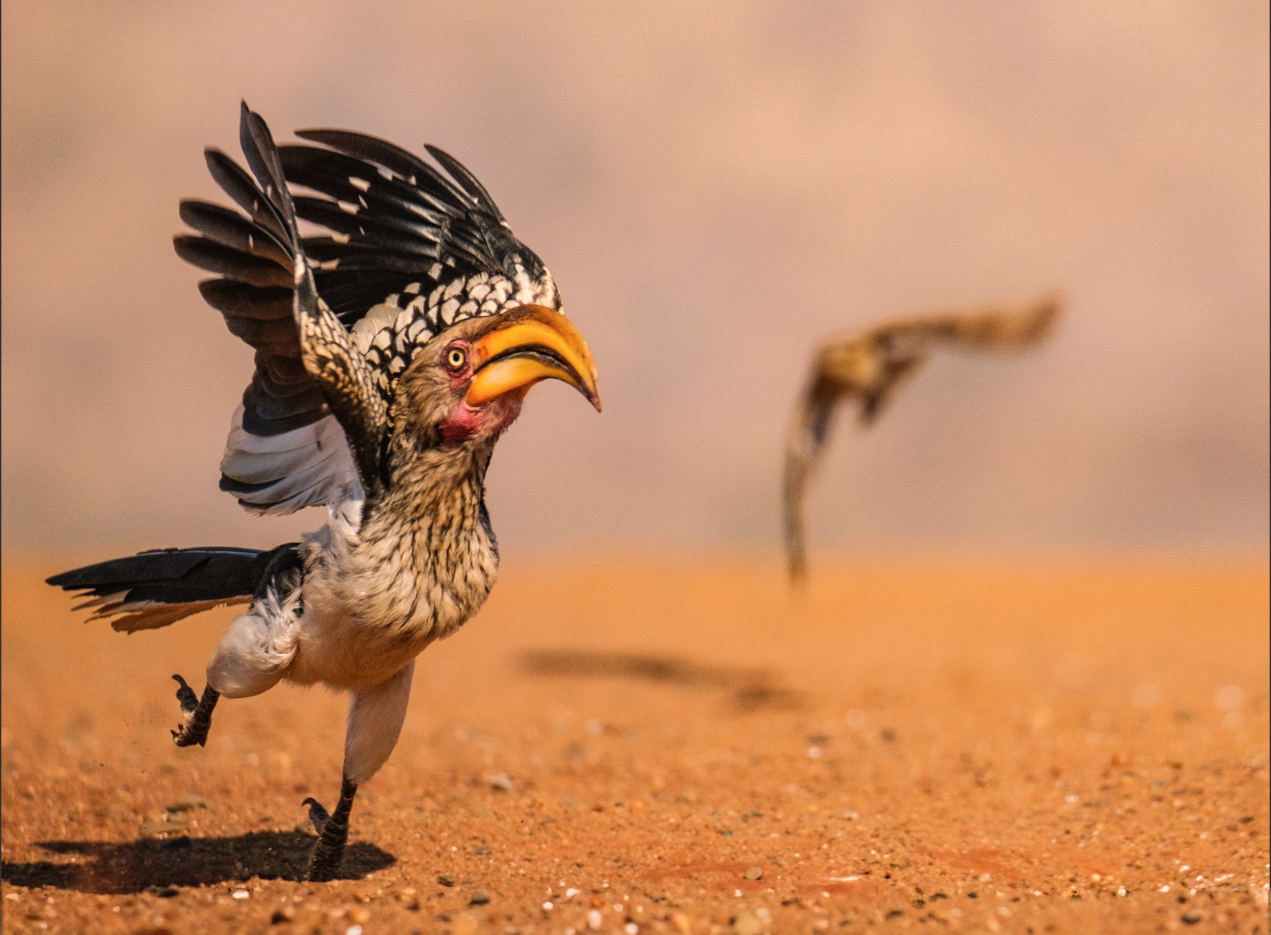 A hornbill is just about to take off to flee a harris hawk that is blurred in the background.