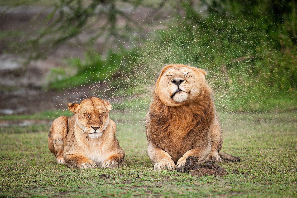 Two lions lie next to each other in the rain and the male shakes it wet mane all over the female.