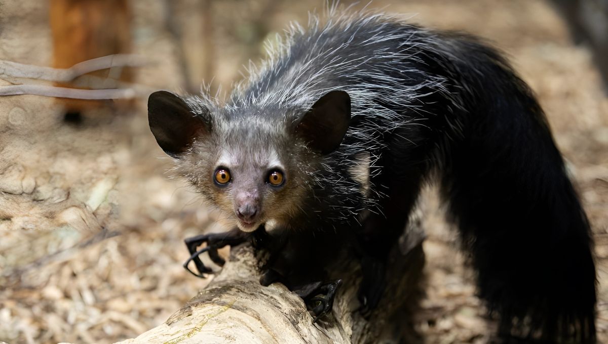 Madagascar Is The World's Oldest Island And Home To Freaky Species Found Nowhere Else On Earth