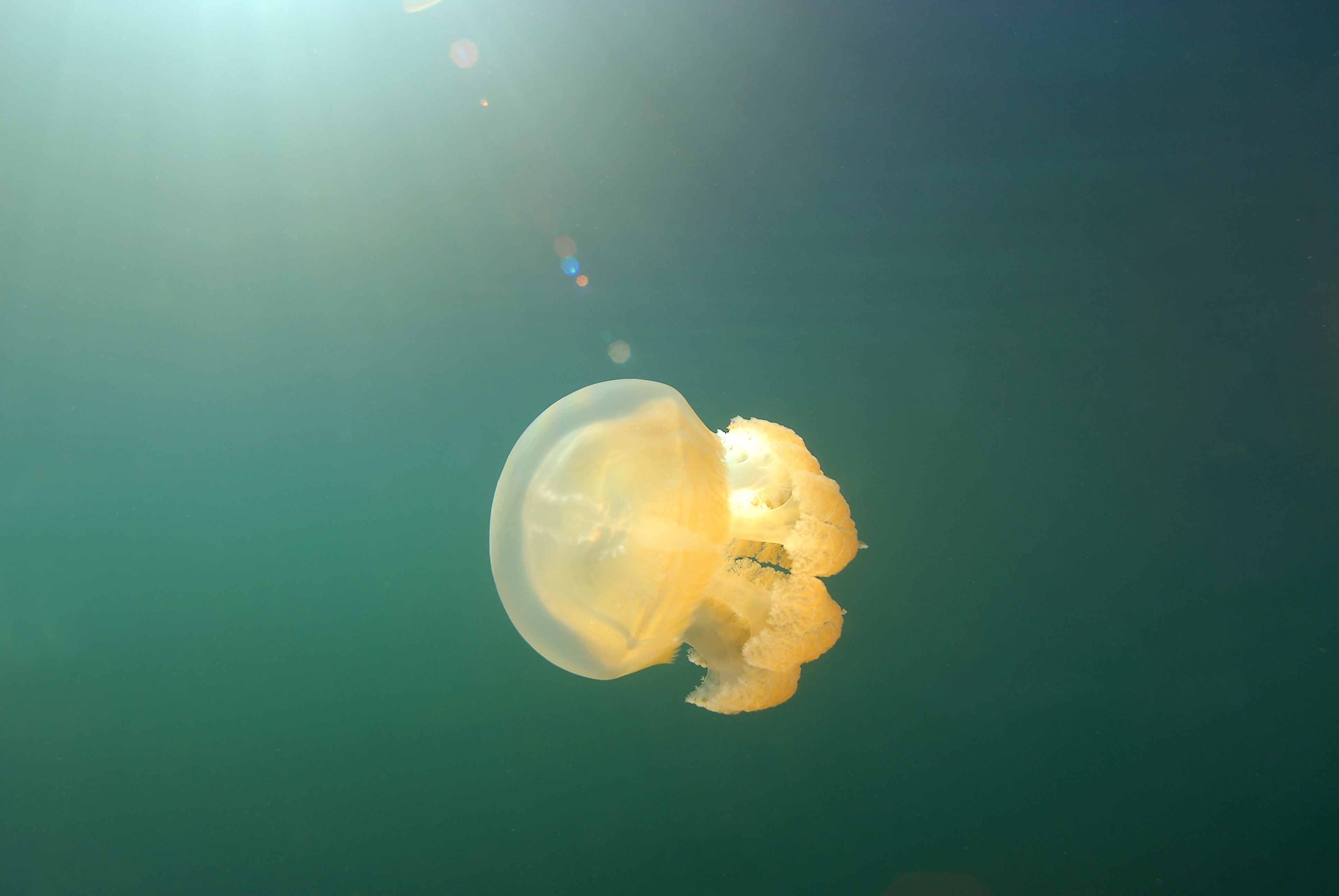 close up of a single golden jellyfish underwater close up of a single golden jellyfish underwater