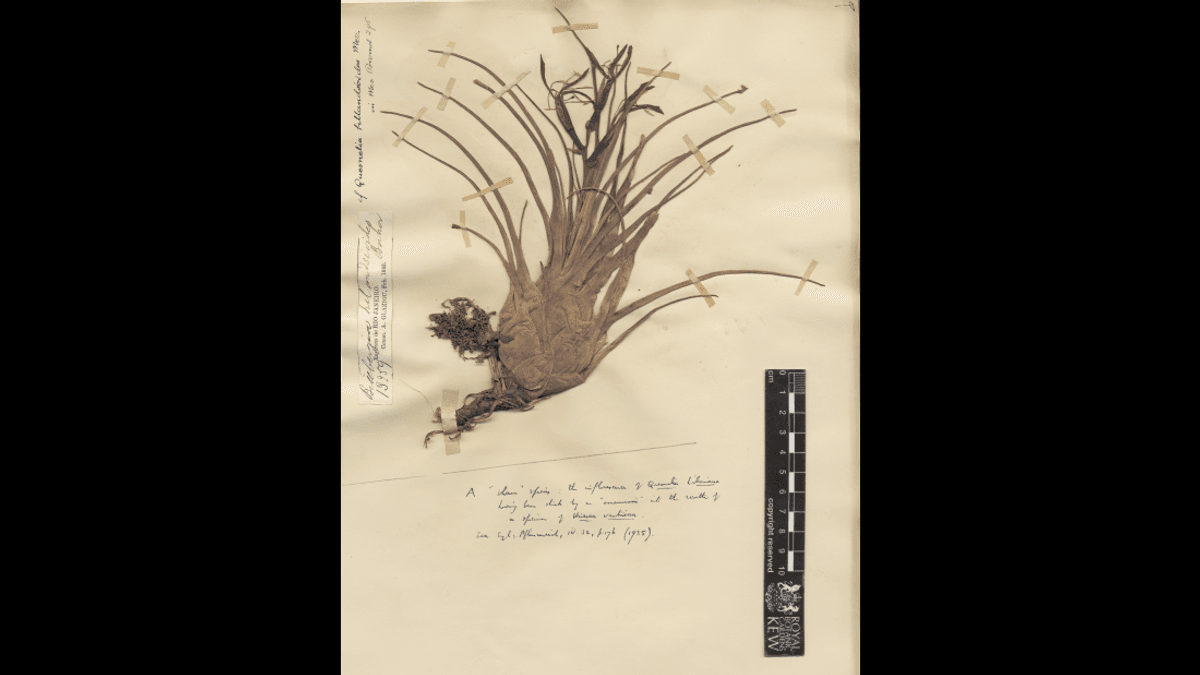 In 1906, A “Frankenstein Plant