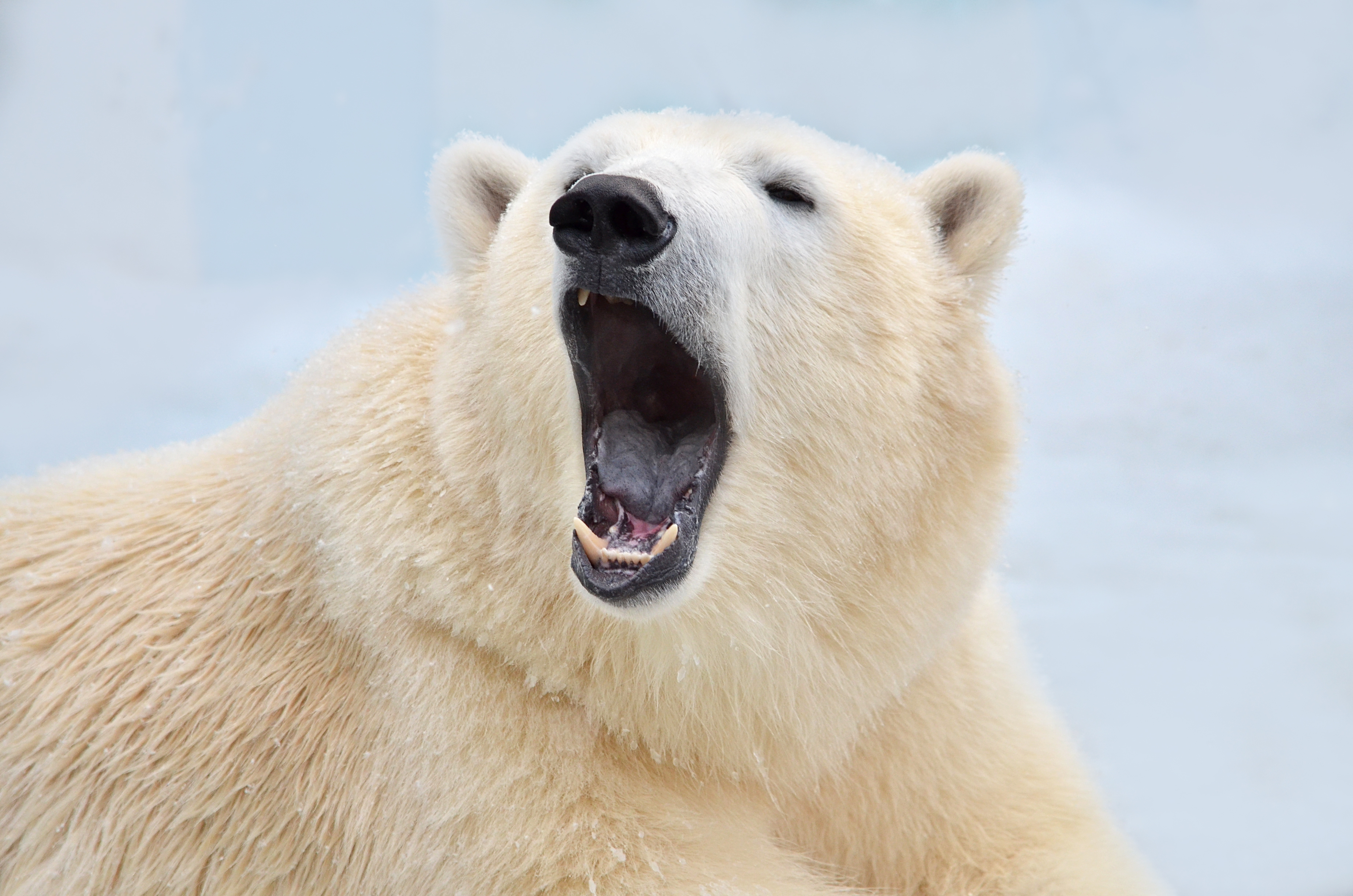 A adult polar bear with its mouth open showing its black tongue
