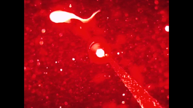 A snailfish swims in front of a red light camera and then seems to drift backwards with its tailed curled up A snailfish swims in front of a red light camera and then seems to drift backwards with its tailed curled up