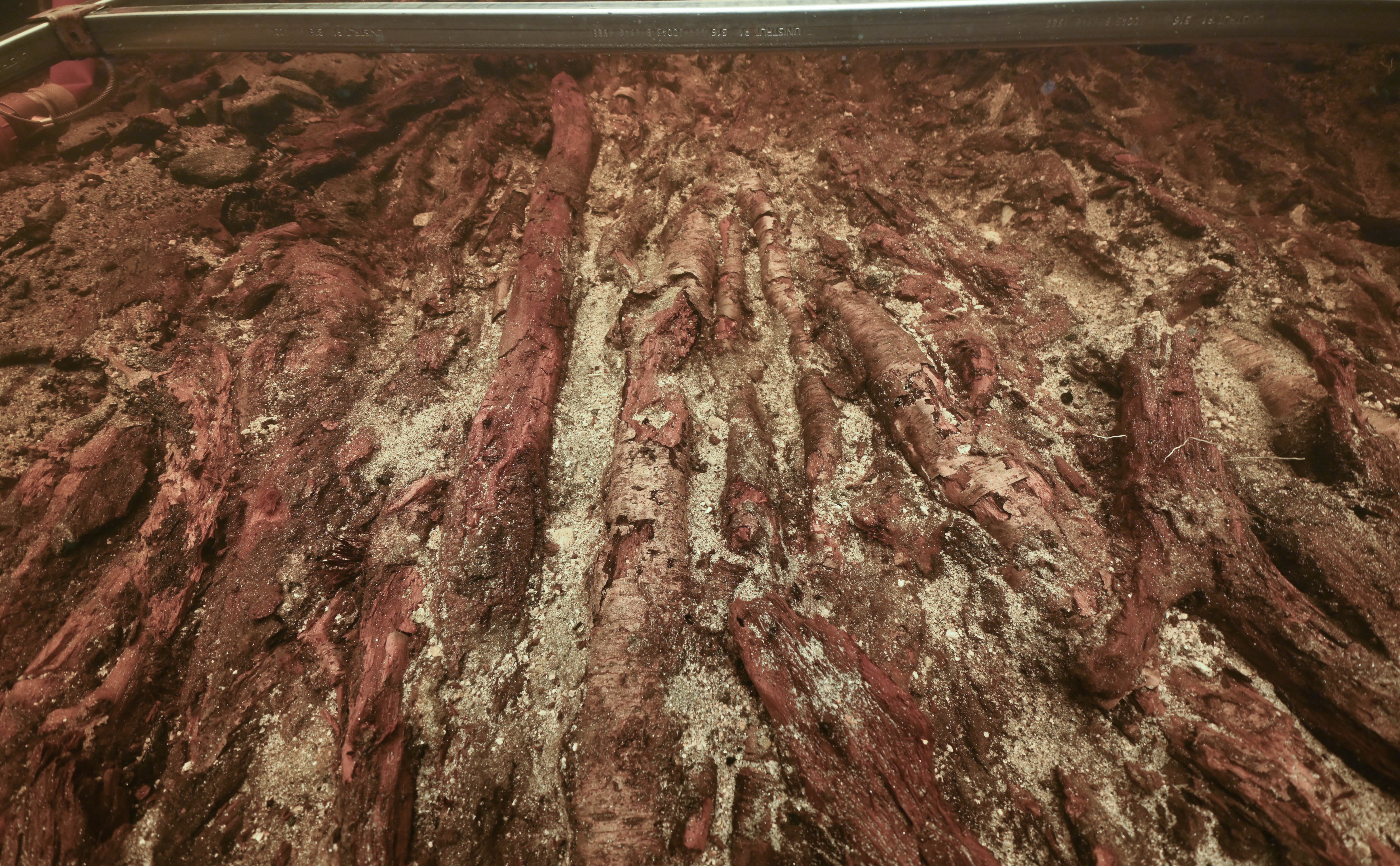 A photo of the crannog's timber platforms underwater. The timber logs have a reddish-pink hew to them and they're all lined up interspersed with sediment. 