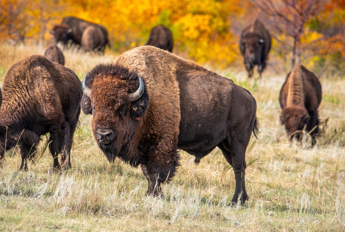 American Bison Rose From Near-Extinction To Being The USA’s National Mammal. 10 Years On, They Might Face A New Threat
