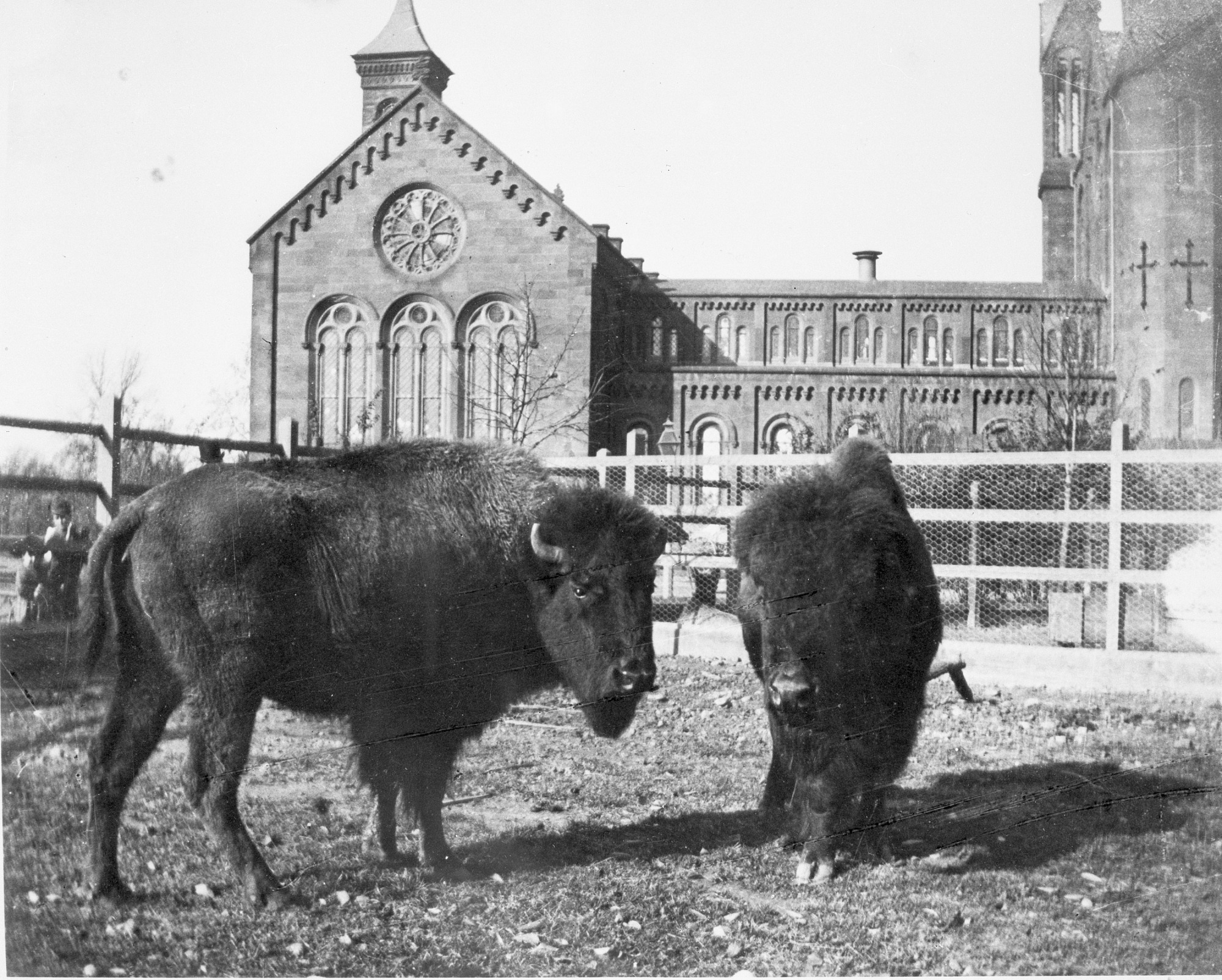 Two bison in a paddock behind the Smithsonian Institution Building taken in black and white.