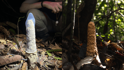 Amazon Phallic Fungus Mystery Solved via Unconventional Field Hack