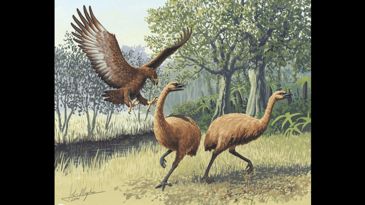 The Only Known Bird Without Wings – Not Even Vestigial Ones – Was Also The Tallest To Ever Live