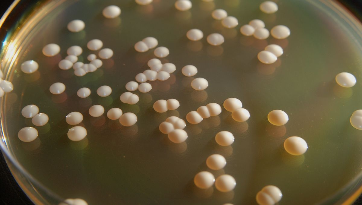 Move Aside Animals – Some Places In The US Have Official State Microbes