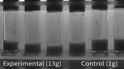 Fruit flies in test tubes, subjected to 13g and 1g of gravity.