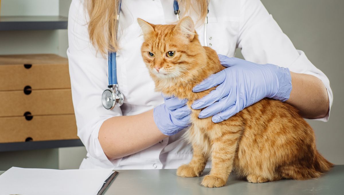 For The First Time, H5N1 Bird Flu Has Been Documented Jumping From Pet Cat To Human
