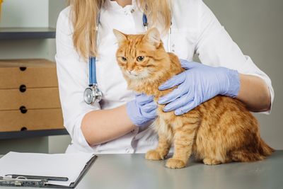 fluffy orange cat being examined by a vet