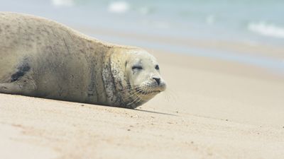 A "smiling" gray seal on a beach.