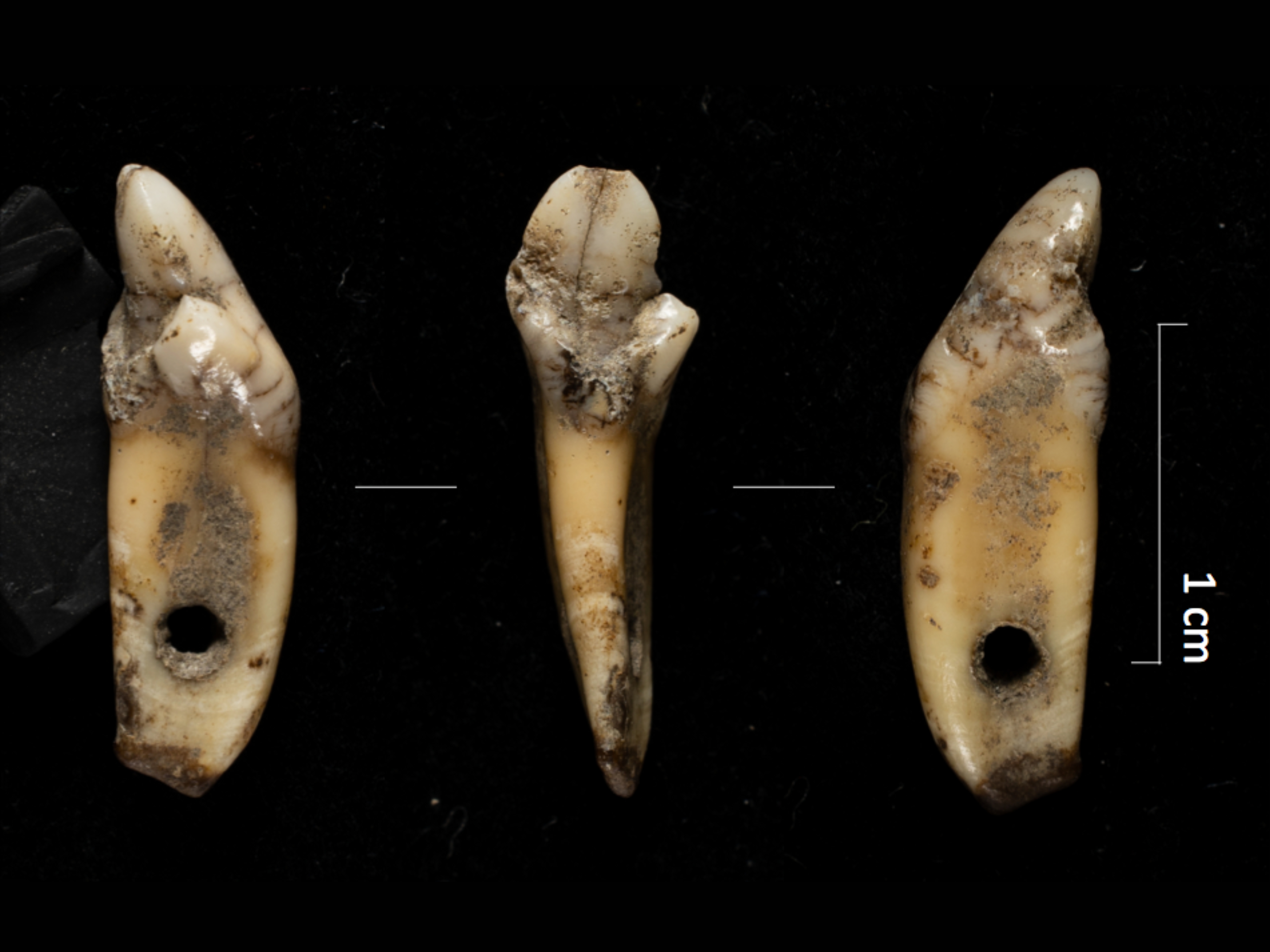 Pendant made from a bear incisor recovered during the excavations at Cova 338. 