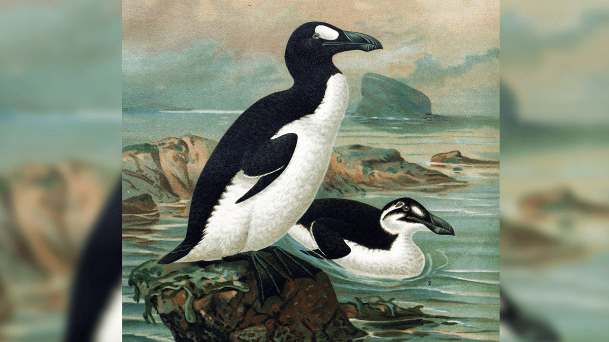 In 1844, The Last Pair Of Great Auks Died – And Humans Were To Blame For Their Extinction