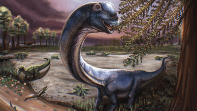 Artistic illustration of the Nagatitan shows it as a blue-grey dinosaur with a very long neck and long tail