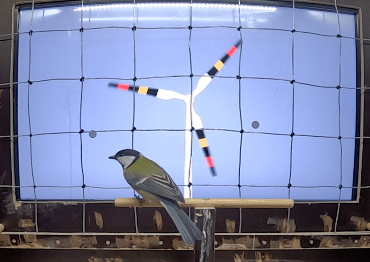 Touchscreen Game For Birds Shows How Snake-Inspired Wind Turbines Could Prevent Bird Strikes