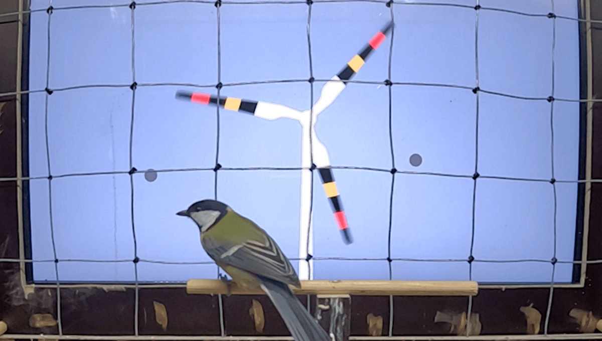 Painting Wind Turbine Blades In Patterns Inspired By Dangerous Snakes Could Prevent Bird Strikes