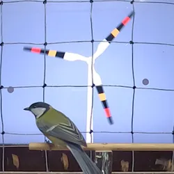 Great tit in front of the experiement set up showing a screen with stripe wind turbine with wire mesh in front of the screem.