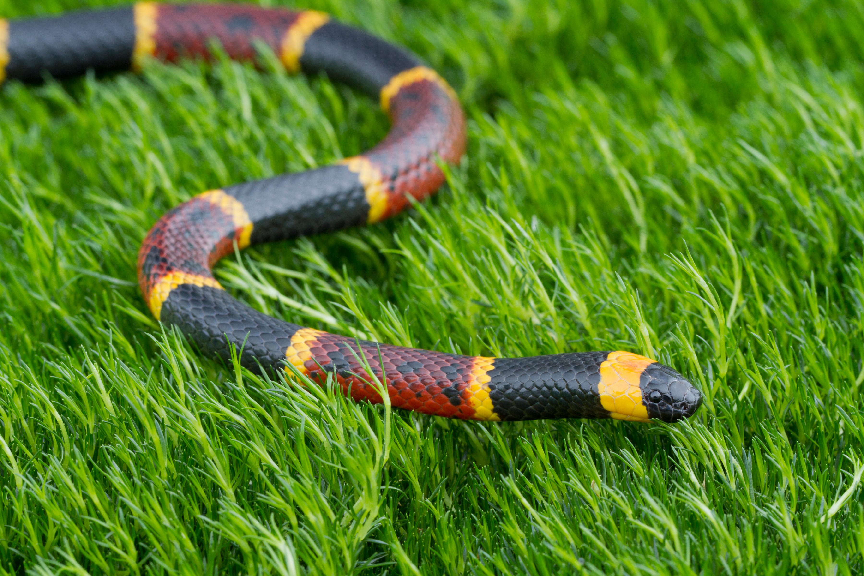 Eastern coral snake on grass with stripes of red, black and yellow.