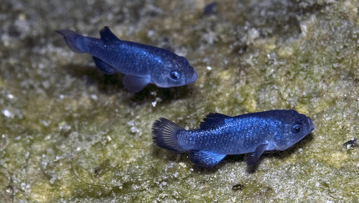 The Devil’s Hole Pupfish Is The World’s Rarest Fish. It Lives In A ...