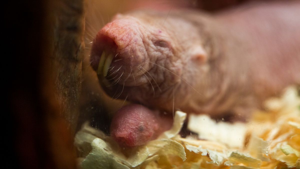 This Unusual Gene Lets Naked Mole Rats Live A Surprisingly Long Time – And Researchers Want To Transfer That Benefit To Humans