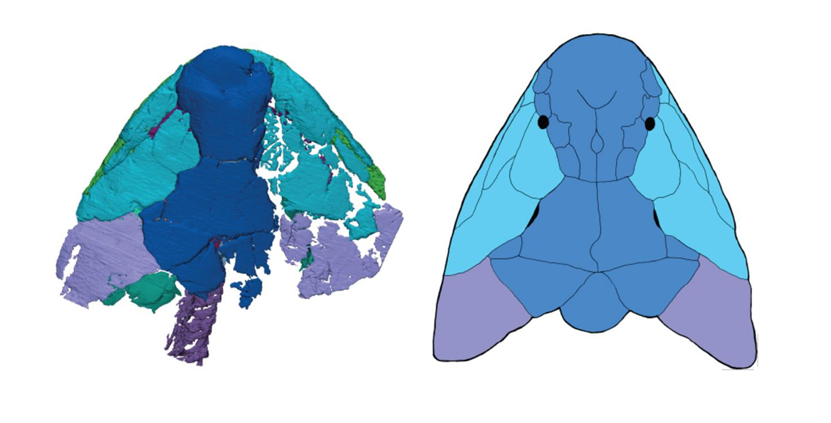 Scans of the fossil were used to piece together an image of the fish's skull.
